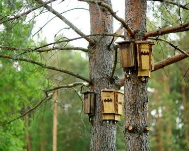 What Are The Disadvantages Of Bat Houses