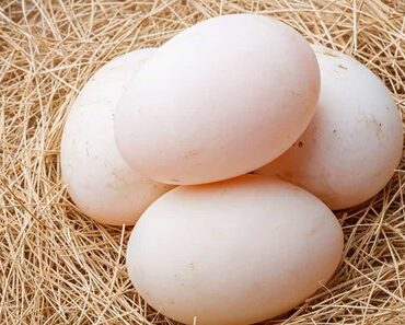 What Are The Disadvantages Of Duck Eggs