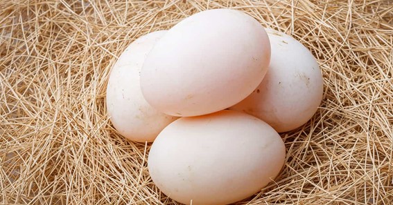 What Are The Disadvantages Of Duck Eggs